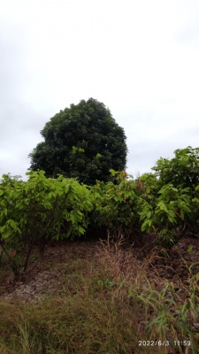 Hacienda en venta ubicada en San Lorenzo del Mate GeoBienes - Hacienda en venta ubicada en San Lorenzo del Mate - Plusvalia Guayaquil Casas de venta y alquiler Inmobiliaria Ecuador