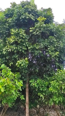 Hacienda en venta ubicada en San Lorenzo del Mate GeoBienes - Hacienda en venta ubicada en San Lorenzo del Mate - Plusvalia Guayaquil Casas de venta y alquiler Inmobiliaria Ecuador