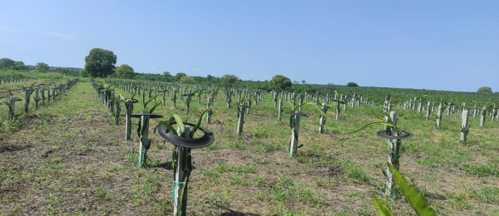 Hacienda en venta ubicada en San Lorenzo del Mate GeoBienes - Hacienda en venta ubicada en San Lorenzo del Mate - Plusvalia Guayaquil Casas de venta y alquiler Inmobiliaria Ecuador