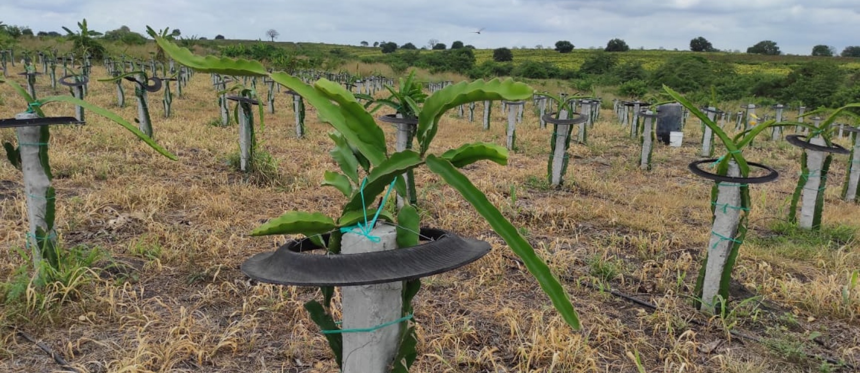 Hacienda en venta ubicada en San Lorenzo del Mate GeoBienes - Hacienda en venta ubicada en San Lorenzo del Mate - Plusvalia Guayaquil Casas de venta y alquiler Inmobiliaria Ecuador