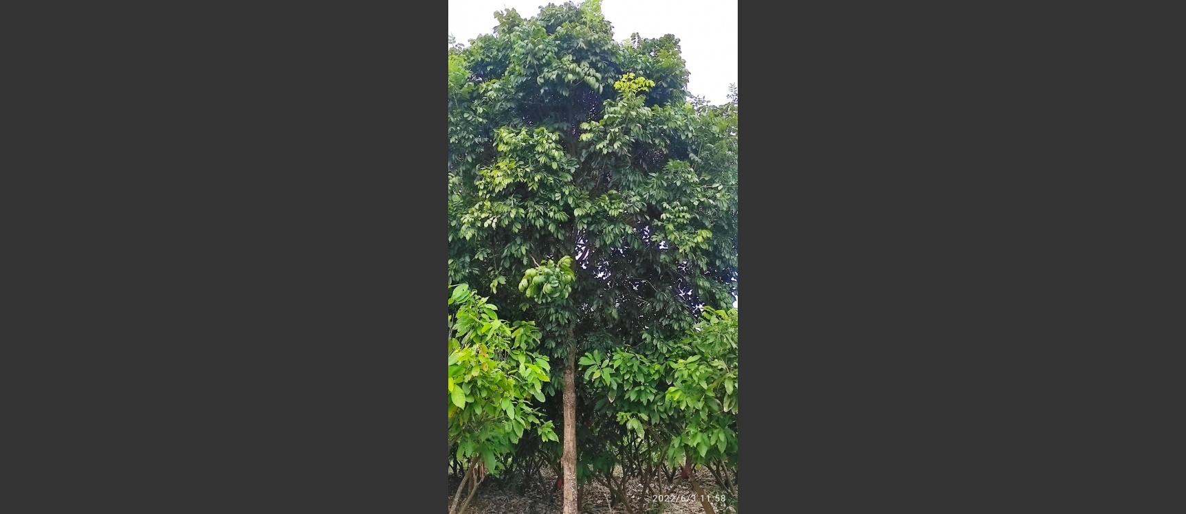 Hacienda en venta ubicada en San Lorenzo del Mate GeoBienes - Hacienda en venta ubicada en San Lorenzo del Mate - Plusvalia Guayaquil Casas de venta y alquiler Inmobiliaria Ecuador