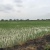 Venta de terreno en El Buijo 1400m2 GeoBienes - Venta de terreno en El Buijo 1400m2 - Plusvalia Guayaquil Casas de venta y alquiler Inmobiliaria Ecuador